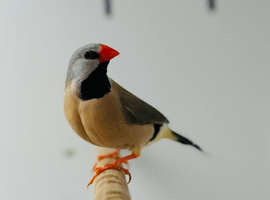 Long-tailed Finch