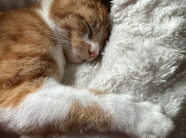 Ginger tabby looking for new home asap
