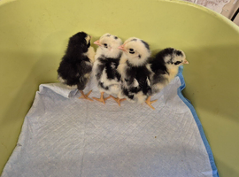 Exchequer leghorn chicks