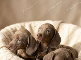 8-week-old Miniature Dachshund boys looking for their forever homes.