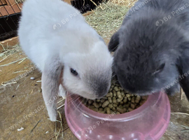 Hand tamed baby bunnies