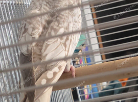 Cockatile