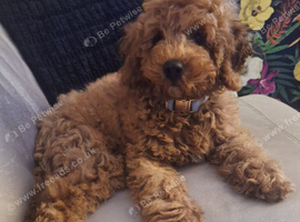 Miniature poodle