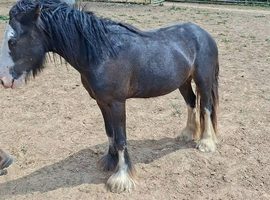 Mini cob colt