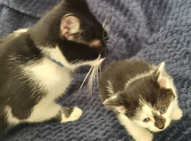 Kittens