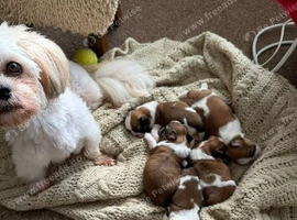 Beautiful litter of Shih Tzu puppies