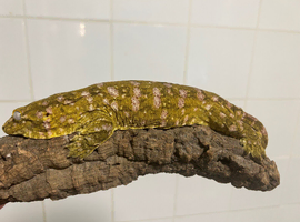 Collection of leachie geckos