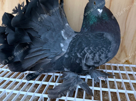 Indian Fantail