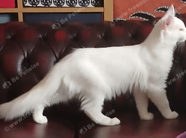 White Maine Coon Kitten