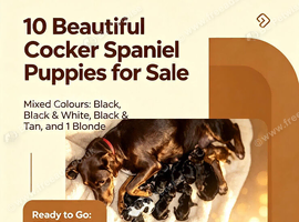 Cocker spaniel puppies