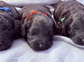 Exceptional F1bbb Bordoodle Puppies &ndash; 5-Generation Known History & Hypoallergenic