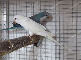 Breeding pair of quakers