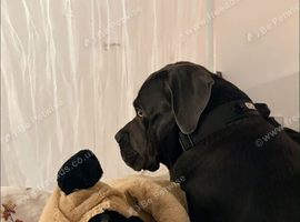 Kilo - Pure Bread - Cane Corso