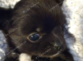 Beautiful small black pomchi