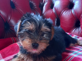 Beautiful Yorkshire Terrier puppies available now.