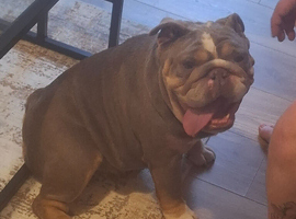 English bulldog female