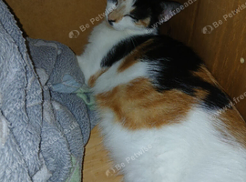 I have 3 beautiful kittens for sale   males 1 female