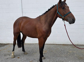 Very well bred Irish Sports Horse Gelding