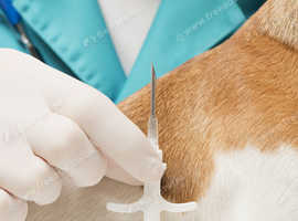 Pet microchipping service, visit us or(mobile)