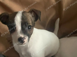 1girl 1 boy short hair short legged Jack Russells