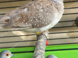 Diamond Doves x 6 this years birds