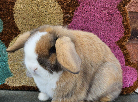 Female mini lop