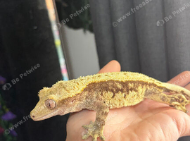 Crested geckos