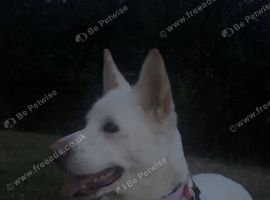 Akita for sale