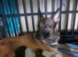 Belgian Mali pups
