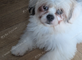 Lhasa apso puppies