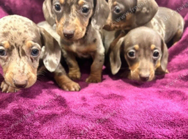 MINIATURE DACHSHUND PUPPIES