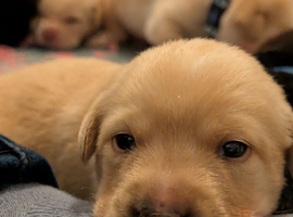 Labrador puppies