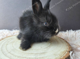 English Angora Babies