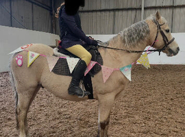 Beautiful palomino 13.1hh Welsh b 11yr old