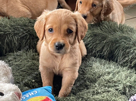 Golden retriever puppies