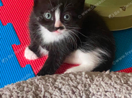 3 kittens