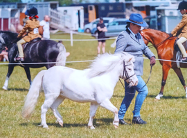 Bunti, mare, 4 years old fewspot