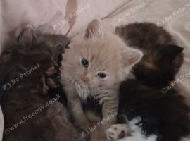Beautiful fluffy kittens