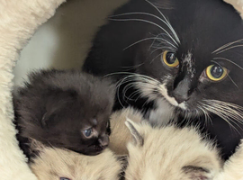 Two kittens needing to go