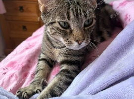 3 year old cat