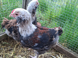 8 week old Salmon Favourelle chicks