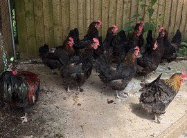Copper Black Marans