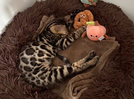 Female Bengal Kitten