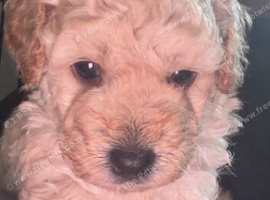 Gorgeous boy cockapoo