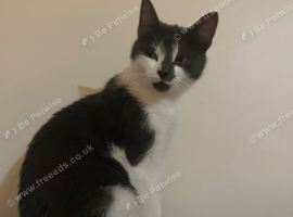 Adult cat