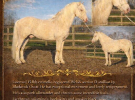 Welsh d stallion at stud