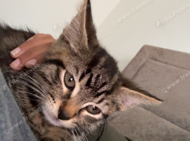 female kitten ready to go