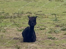 10 month old male alpaca