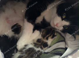 Male Kitten