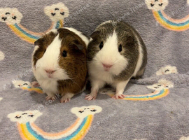 2 boys in need of home